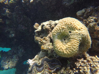 Platygira is a genus of brain coral known for its grooved surface and maze-like patterns. When growing on a sponge, it forms a unique marine interaction that supports reef diversity and structural com
