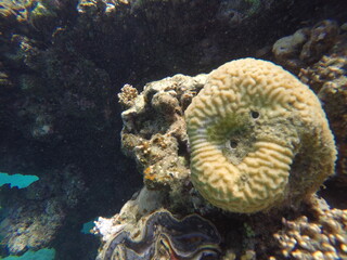 Platygira is a genus of brain coral known for its grooved surface and maze-like patterns. When...