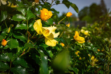 Beautiful English blooming rose garden. Yellow roses