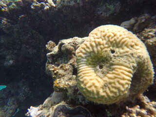Platygira is a genus of brain coral known for its grooved surface and maze-like patterns. When...