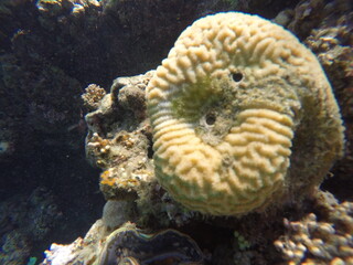 Platygira is a genus of brain coral known for its grooved surface and maze-like patterns. When growing on a sponge, it forms a unique marine interaction that supports reef diversity and structural com