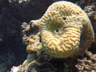 Platygira is a genus of brain coral known for its grooved surface and maze-like patterns. When growing on a sponge, it forms a unique marine interaction that supports reef diversity and structural com