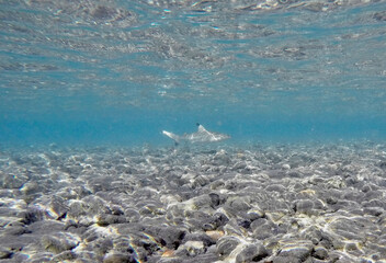 The baby blacktip reef shark (Carcharhinus melanopterus) is a small, agile marine predator commonly...