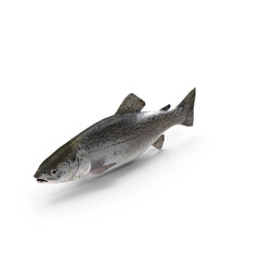 Fresh whole rainbow trout fish isolated on transparent background