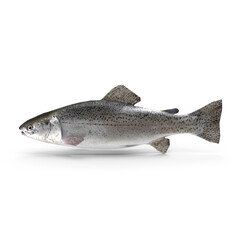 Naklejka premium Fresh whole rainbow trout fish isolated on transparent background