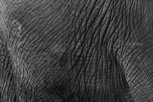 Close up view of African Elephant skin texture and wrinkles in monochrome.