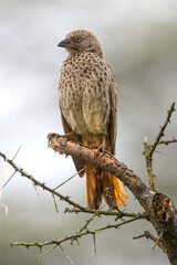 The rufous tailed weaver is a species of songbird found in Tanzania. Close up view.