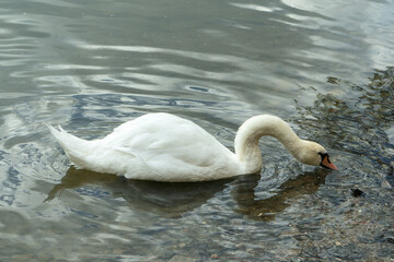 Swans gracefully foraging in the shallow lake waters during spring. Feeding on bottom-dwelling...