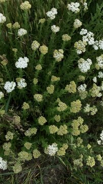 medicinal plant yarrow grass in the field