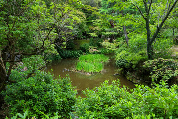 Obraz premium Scenic lush green Kasuga taishashinen Manyo Botanical Gardens in Nara park in Japan