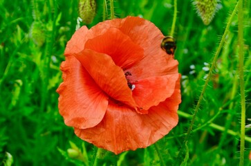 wild flower red poppy blooming in the field