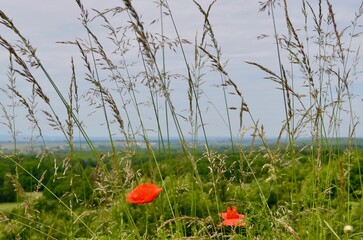 summer landscape two poppy flowers in a field