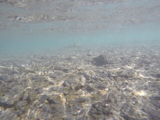juvenile blast tip shark carcharhinus melanopterus