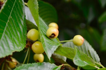 pests on fruit trees crop rot