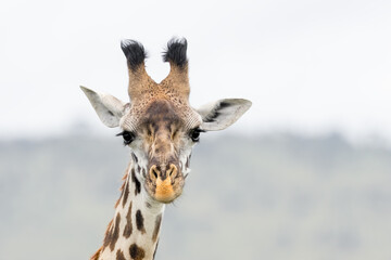 Obraz premium Tall Giraffe close up view in Serengeti National park, Tanzania