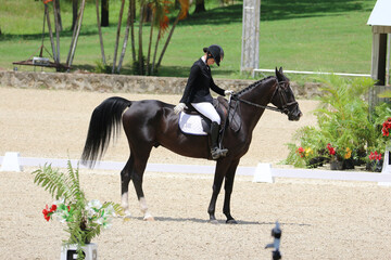 Rider Performing Dressage Test with Horse in Competition Arena
