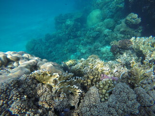 Fototapeta premium The Red Sea coral reefs along Egypt’s coastline are among the most biodiverse and pristine in the world. They feature vibrant hard and soft corals, sponges, and an abundance of tropical fish, sharks, 