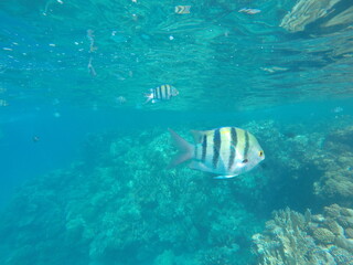 Abudefduf fish, commonly known as sergeant major fish, is a brightly colored reef fish often found...
