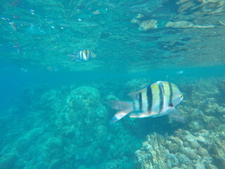 Abudefduf fish, commonly known as sergeant major fish, is a brightly colored reef fish often found in the Red Sea, including the coastal waters of Egypt. These fish are small but easily recognizable d