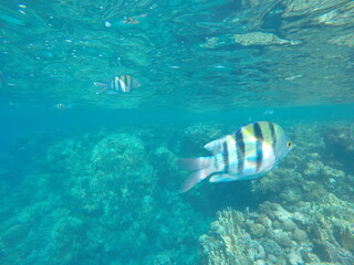 Abudefduf fish, commonly known as sergeant major fish, is a brightly colored reef fish often found...
