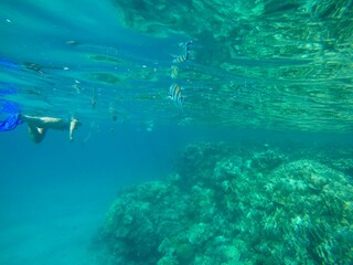 Abudefduf fish, commonly known as sergeant major fish, is a brightly colored reef fish often found in the Red Sea, including the coastal waters of Egypt. These fish are small but easily recognizable d