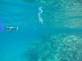 Abudefduf fish, commonly known as sergeant major fish, is a brightly colored reef fish often found...