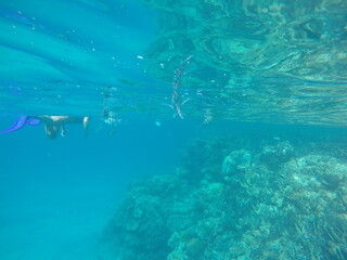 Abudefduf fish, commonly known as sergeant major fish, is a brightly colored reef fish often found...