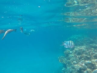 Abudefduf fish, commonly known as sergeant major fish, is a brightly colored reef fish often found...