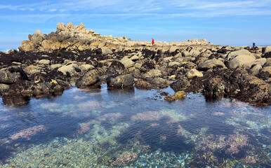 Low Tide Landscape of Pacific Grove Marine Gardens Park During December King Tides. Unidentified People Exploring Tide Pools in the Background. 