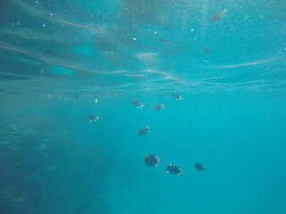 Abudefduf fish, commonly known as sergeant major fish, is a brightly colored reef fish often found...