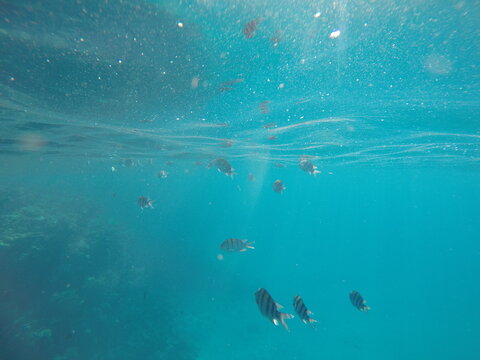 Abudefduf fish, commonly known as sergeant major fish, is a brightly colored reef fish often found in the Red Sea, including the coastal waters of Egypt. These fish are small but easily recognizable d