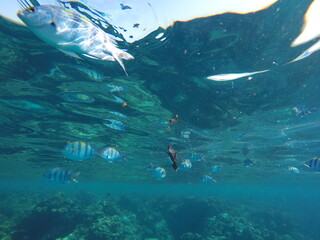 Abudefduf fish, commonly known as sergeant major fish, is a brightly colored reef fish often found...