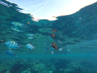 Abudefduf fish, commonly known as sergeant major fish, is a brightly colored reef fish often found...