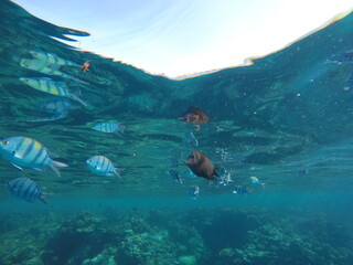 Abudefduf fish, commonly known as sergeant major fish, is a brightly colored reef fish often found...