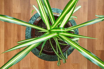 Overhead view of a spider plant on stand