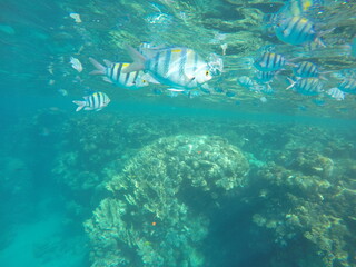 Abudefduf fish, commonly known as sergeant major fish, is a brightly colored reef fish often found...