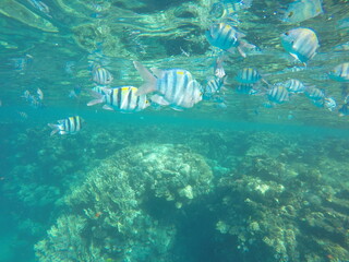 Abudefduf fish, commonly known as sergeant major fish, is a brightly colored reef fish often found...