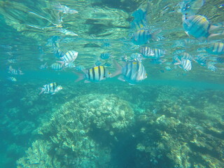 Abudefduf fish, commonly known as sergeant major fish, is a brightly colored reef fish often found...