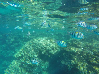 Abudefduf fish, commonly known as sergeant major fish, is a brightly colored reef fish often found in the Red Sea, including the coastal waters of Egypt. These fish are small but easily recognizable d