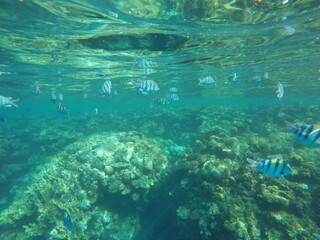 Abudefduf fish, commonly known as sergeant major fish, is a brightly colored reef fish often found in the Red Sea, including the coastal waters of Egypt. These fish are small but easily recognizable d