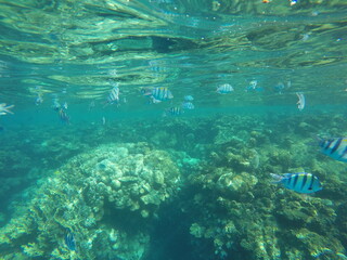 Abudefduf fish, commonly known as sergeant major fish, is a brightly colored reef fish often found in the Red Sea, including the coastal waters of Egypt. These fish are small but easily recognizable d