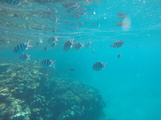 Abudefduf fish, commonly known as sergeant major fish, is a brightly colored reef fish often found in the Red Sea, including the coastal waters of Egypt. These fish are small but easily recognizable d