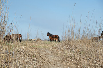 Free wild horses. Life of wild animals. Photography wild mustangs from ambush or hiding place.  The...
