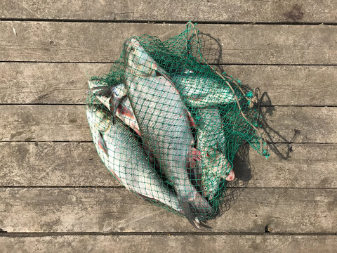 Fresh fish in net, catch, fishing. Leuciscus aspius or asp in nylon net on wooden surface