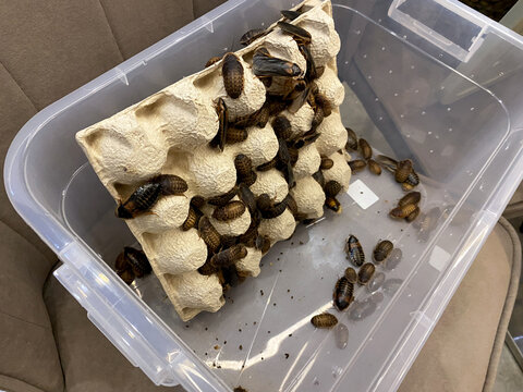 Dubia cockroaches or Argentinian wood roaches in plastic box with stacked egg crates. Orange-spotted roach. Feed for lizards, snakes, spiders, and other domestic reptiles