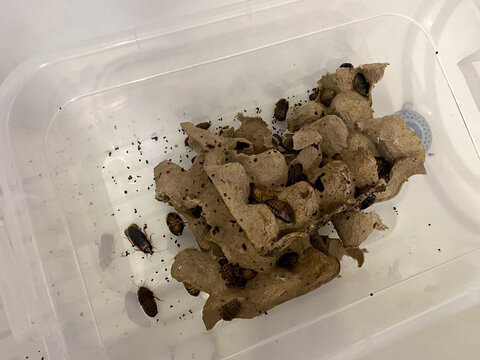 Blaptica dubia or Dubia roach colony. Cleaning, replacement egg crates. Argentinian wood roaches. Orange-spotted cockroaches