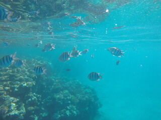 Abudefduf fish, commonly known as sergeant major fish, is a brightly colored reef fish often found in the Red Sea, including the coastal waters of Egypt. These fish are small but easily recognizable d