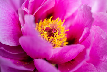 Pink Beauty