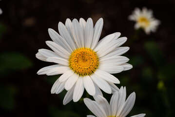 Obraz premium Pretty Daisy
