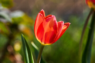 Spring and summer nature scene with blooming tulips